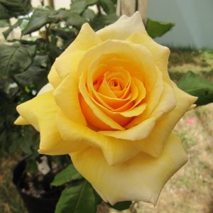 Something Special - Image 4