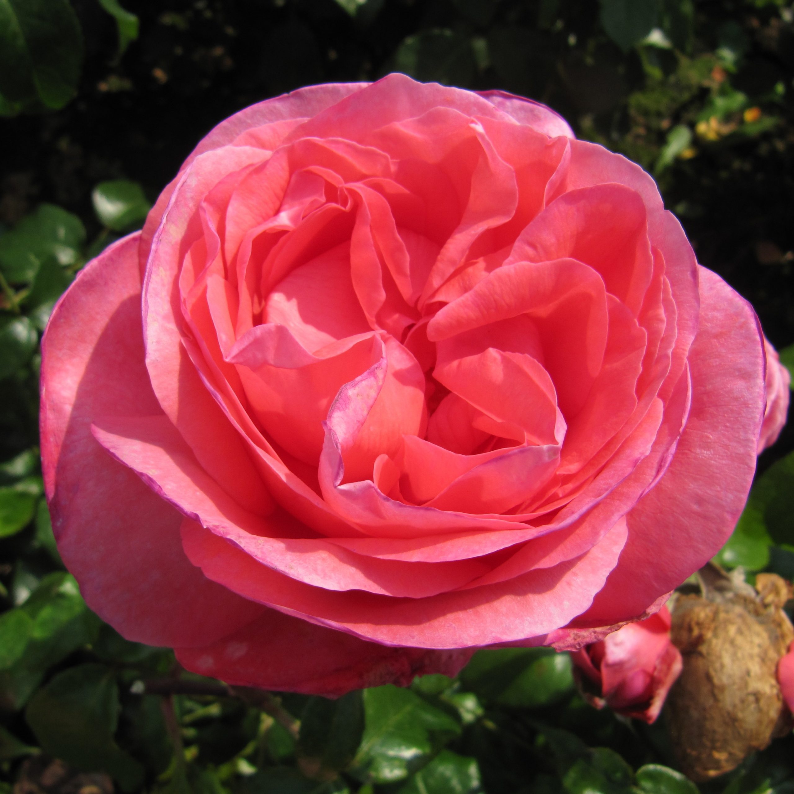Pink Roses | Pink Rose Plant | Style Roses