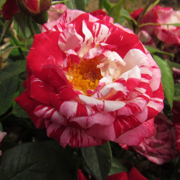 Strawberry Fayre
