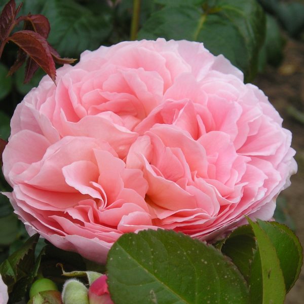 Strawberry Hill