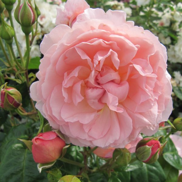 Strawberry Hill
