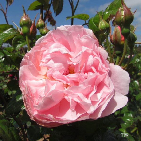 Strawberry Hill