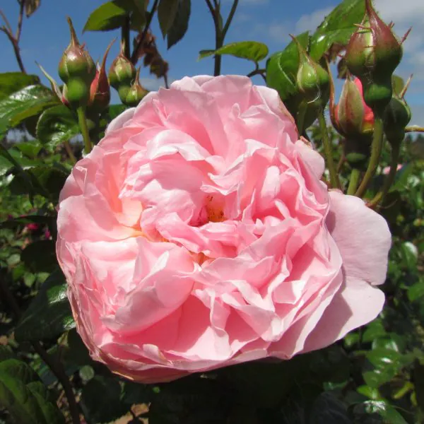 Strawberry Hill