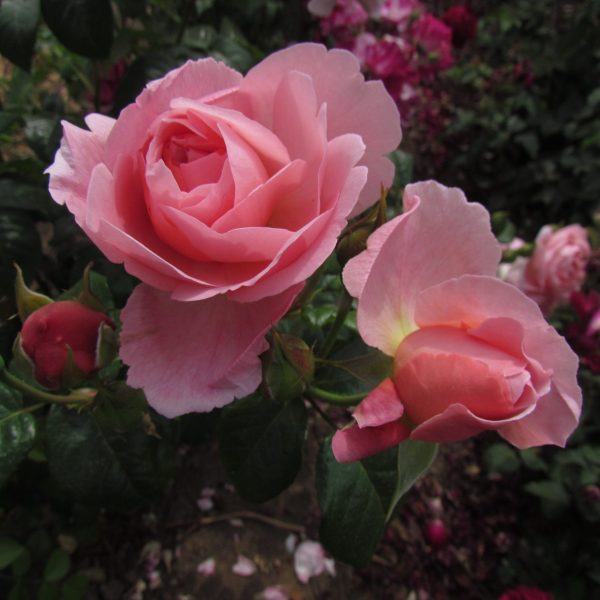 Strawberry Hill