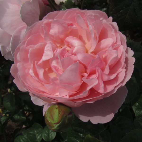 Strawberry Hill