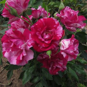 Summer Loving - Image 6