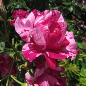 Summer Loving - Image 5