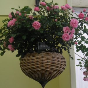 Surrey - Image 2