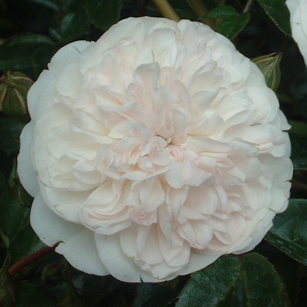 Swany Weeping Standard Rose