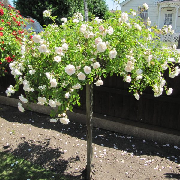 Swany Weeping Standard Rose