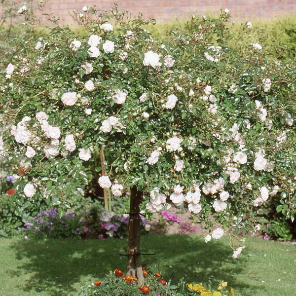Swany Weeping Standard Rose