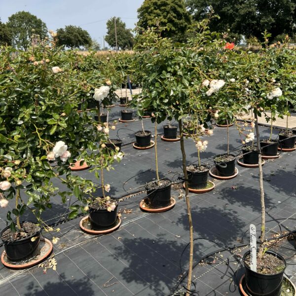 Swany Weeping Standard Rose