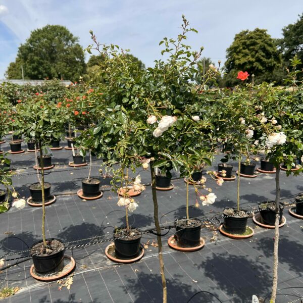 Swany Weeping Standard Rose