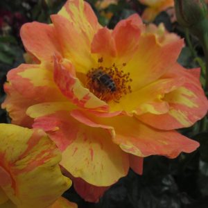 Tenacious - Image 4