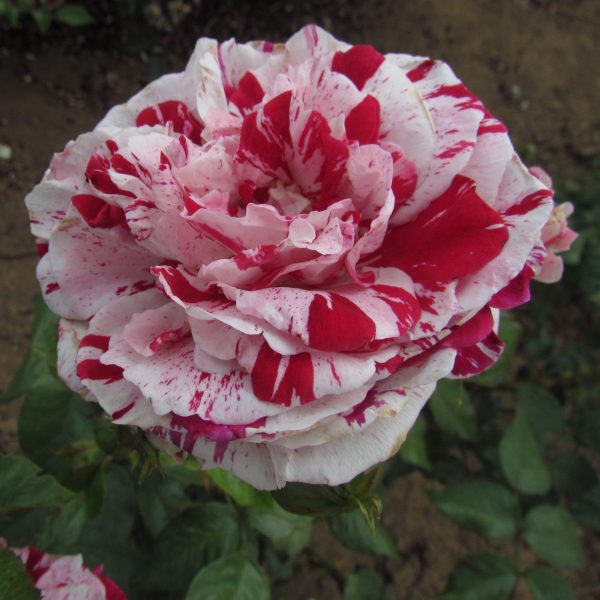 The Bosworth Rose