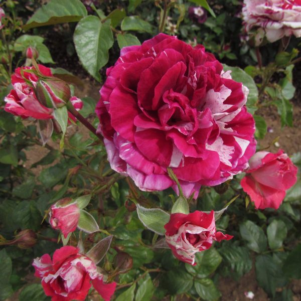 The Bosworth Rose