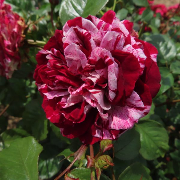 The Bosworth Rose