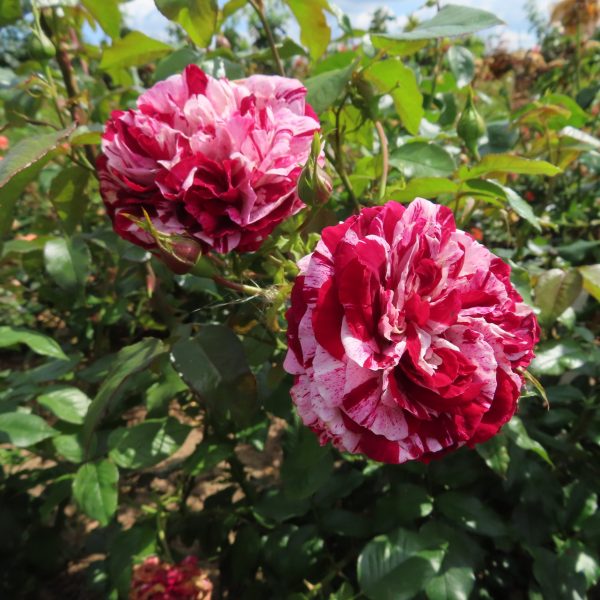 The Bosworth Rose
