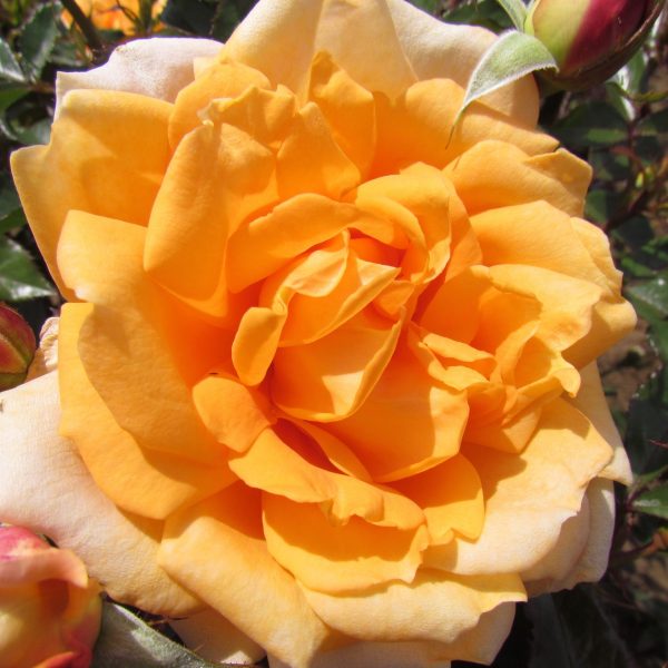 The Coventry Cathedral Rose