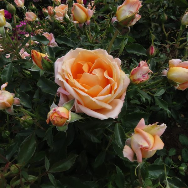 The Coventry Cathedral Rose