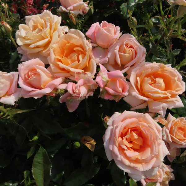 The Coventry Cathedral Rose