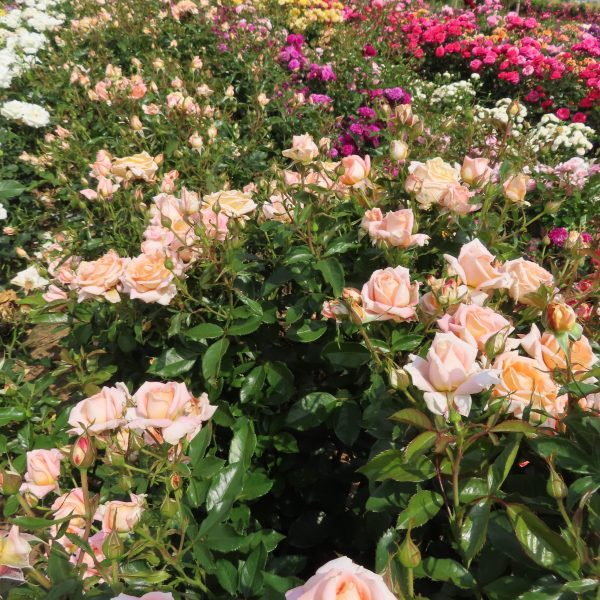 The Coventry Cathedral Rose