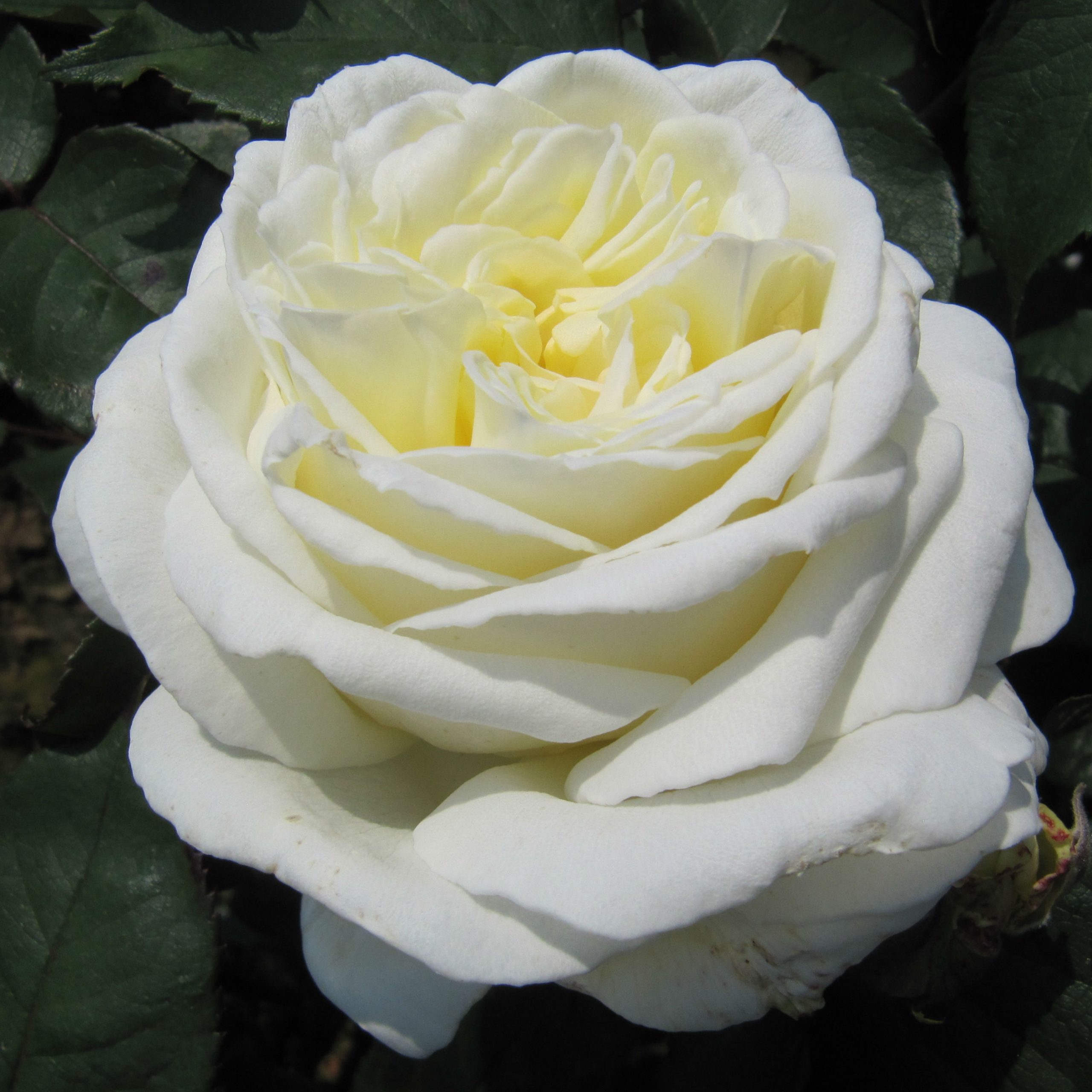 The Diamond Wedding Rose