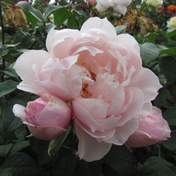 The Generous Gardener
