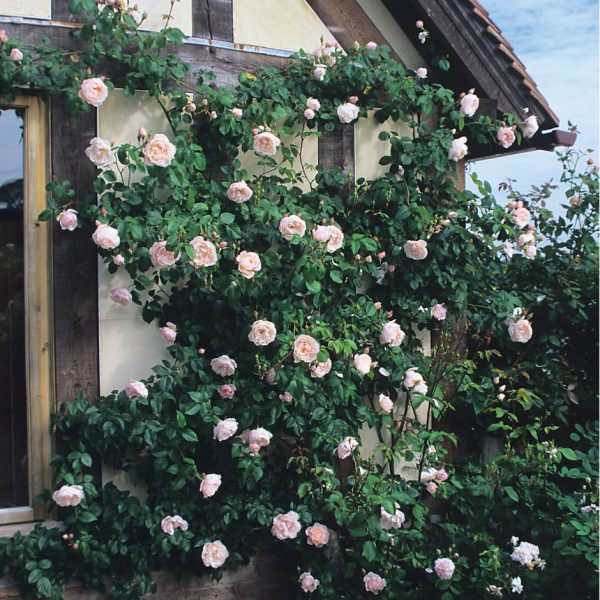 The Generous Gardener