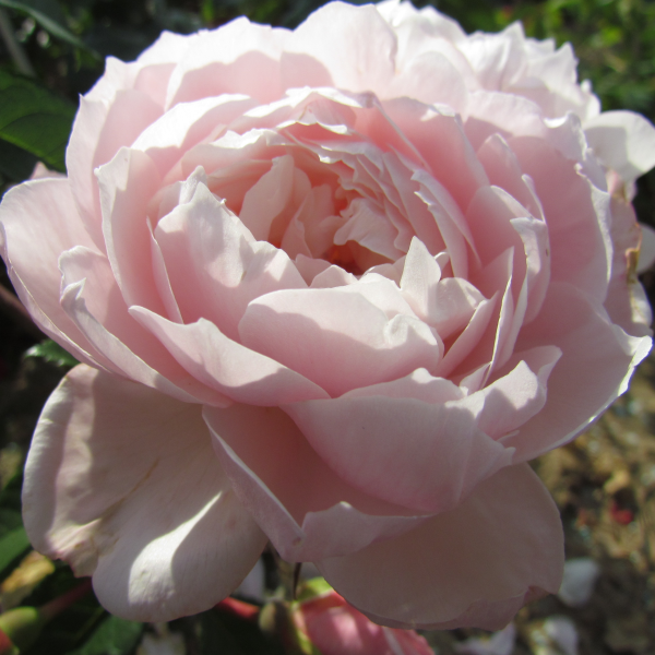 The Generous Gardener