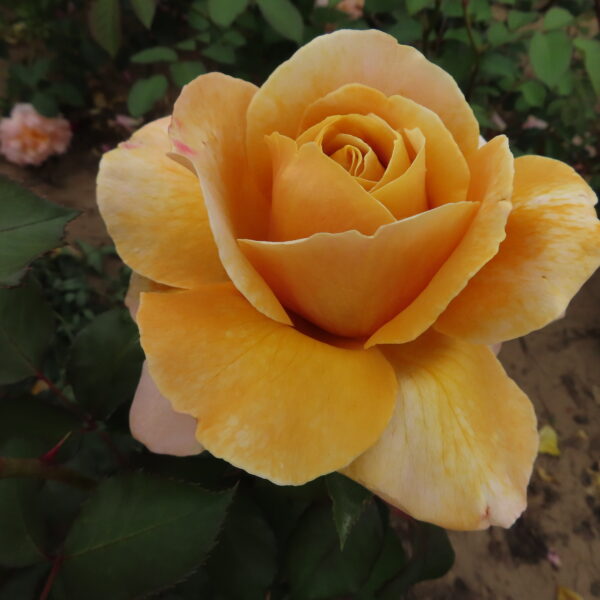 Tony's Rose