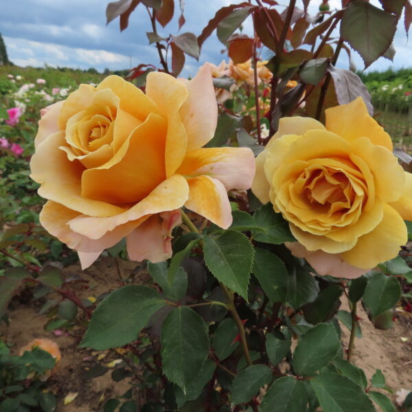 Tony's Rose