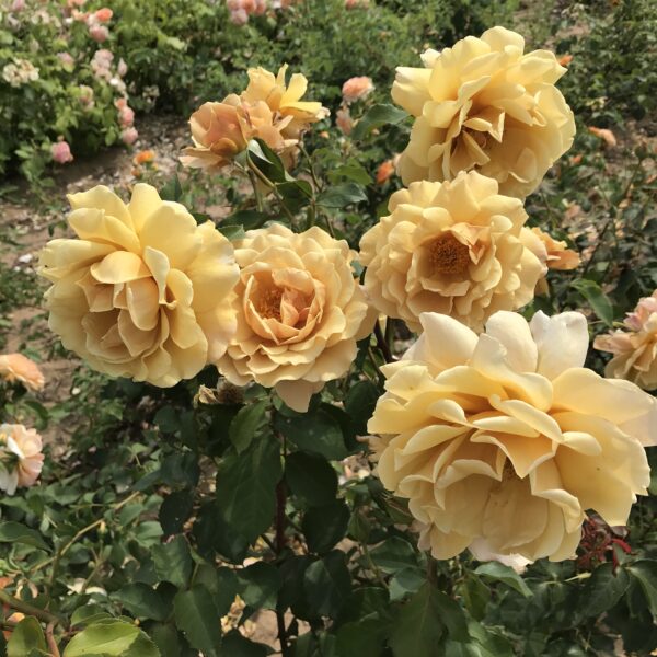 Tony's Rose