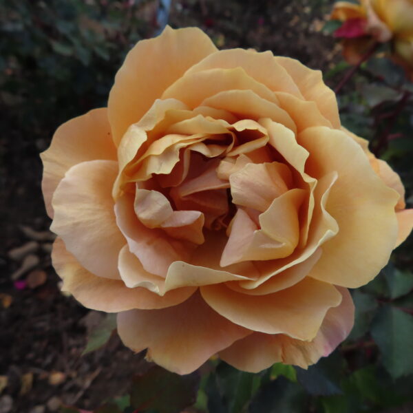 Tony's Rose