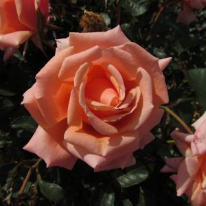 True Friend - Image 4