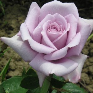 Twice in a Blue Moon Standard Rose - Image 3