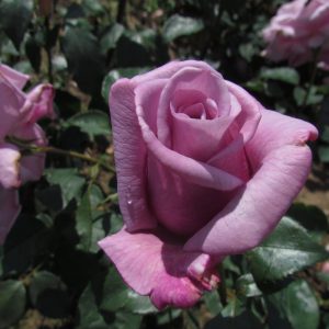 Twice in a Blue Moon Standard Rose - Image 2