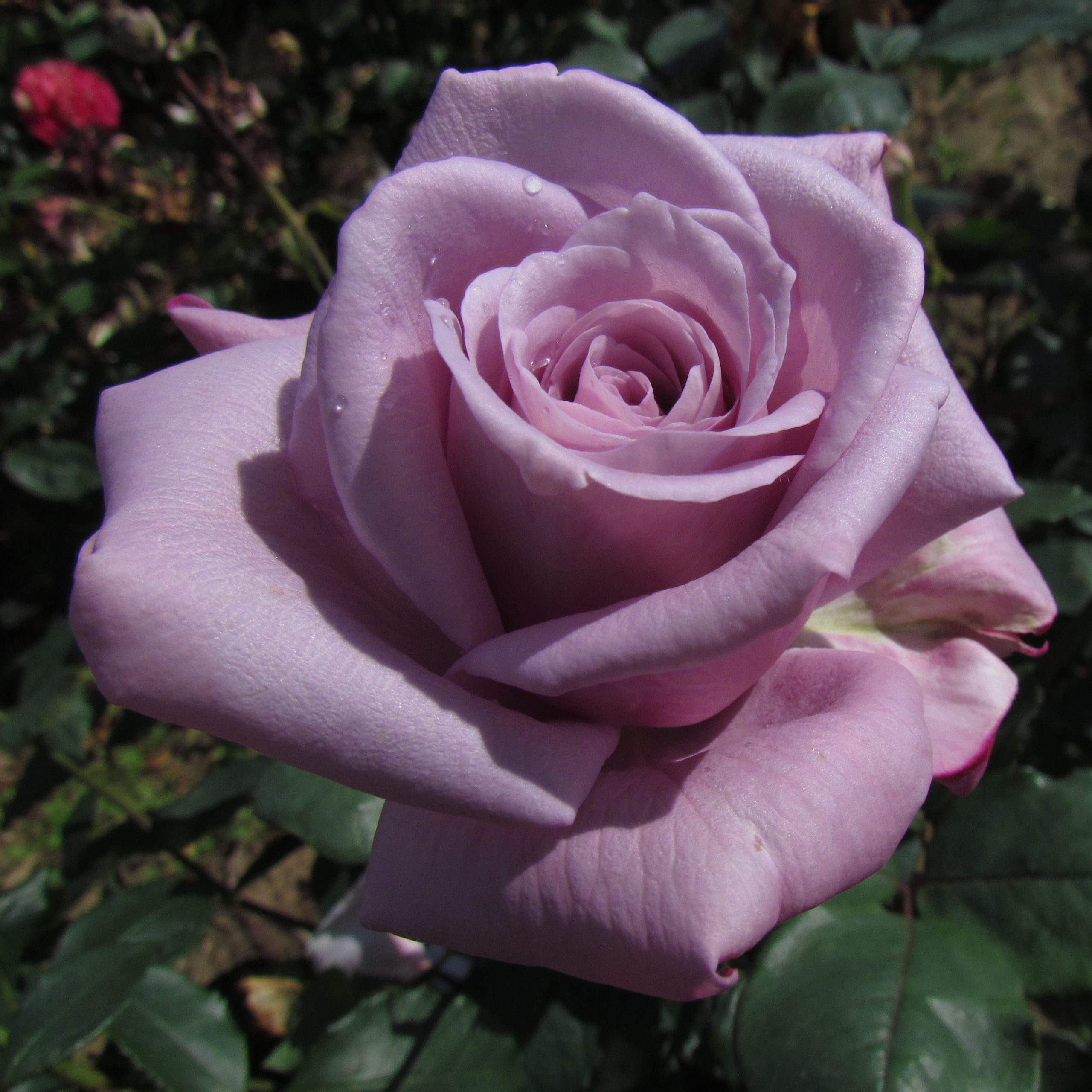 Twice in a Blue Moon Twice in a Blue Moon