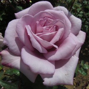 Twice in a Blue Moon Standard Rose - Image 4