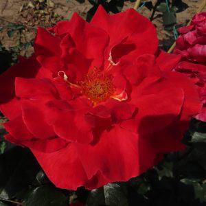 Mark - Image 2