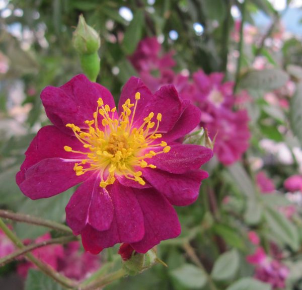 Violette