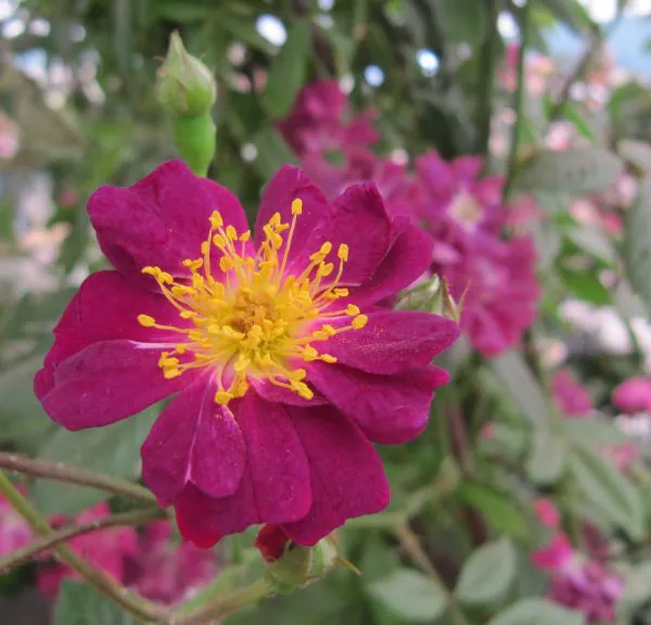 Violette