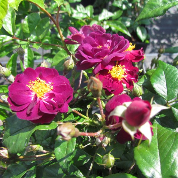 Violette