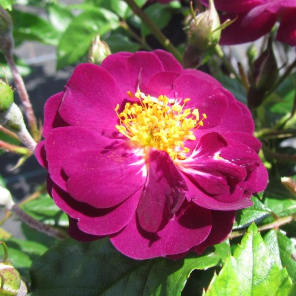 Violette