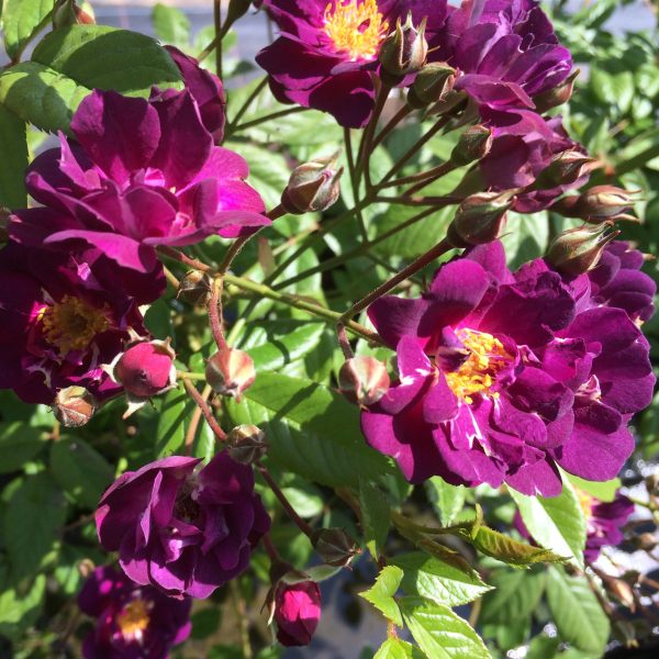 Violette