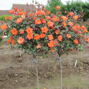 Warm Welcome Standard Rose