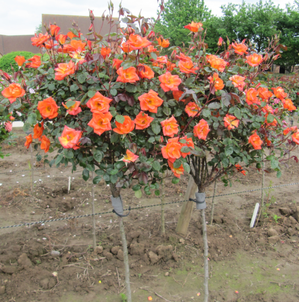 Warm Welcome Standard Rose