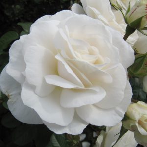 White Cloud
