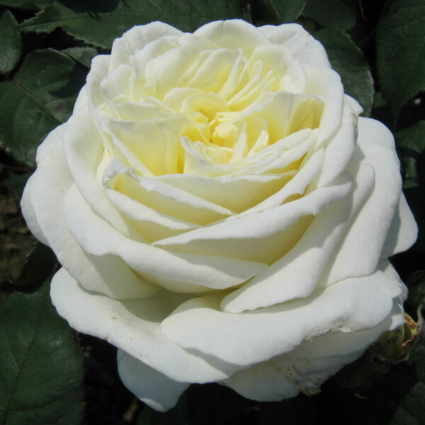 White Parfum de Provence