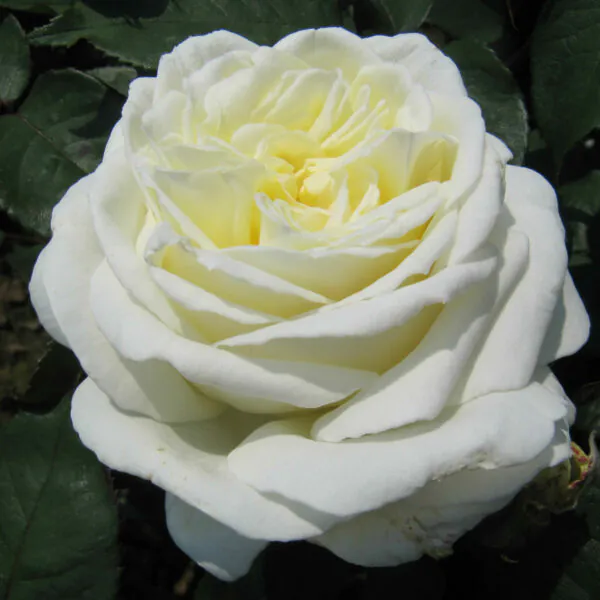 White Parfum de Provence